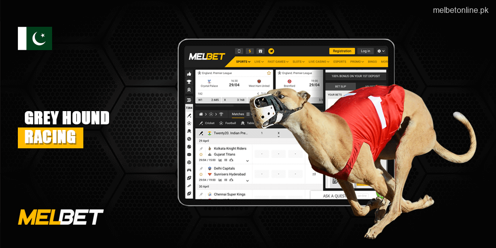 Information how to betting on Grey Hound Racing at Melbet